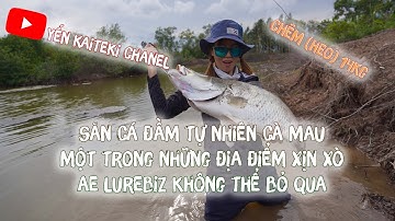CÂU CÁ CHẼM ĐẦM TỰ NHIÊN CÀ MAU VÀ CUỘC CHIẾN VỚI CHẼM (HEO) 14kg | YẾN KAITEKI CHANEL