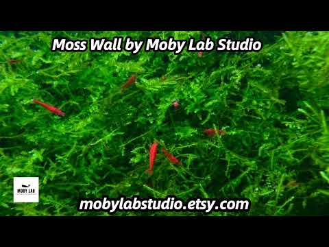Moss Wall by Moby Lab Studio for Fluval and Juwel aquarium #aquarium #aquascape #aquaristik #shrimp