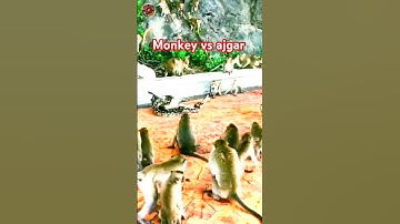 Monkey vs ajgar snake #shorts #money #snake #snacks #snackattack #monkeys #pets #animals#animallover