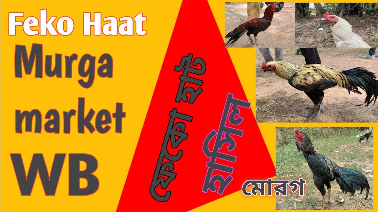 Recent Aseel Murga price update in India # Feko Haat # Kukru Haat # Poradih haat # Balarampur Haat.