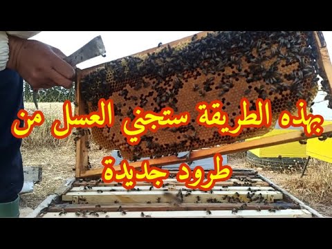 طريقة رائعة لجني العسل من طرد جديد في ظرف قصير جدا الحلقة الاولى