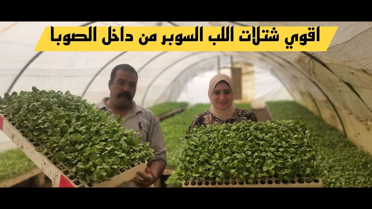 مشروع زراعة علف البونيكام للمواشى (بديل البرسيم والشعير ) وزراعة شتلات اللب السوبر داخل الصوب