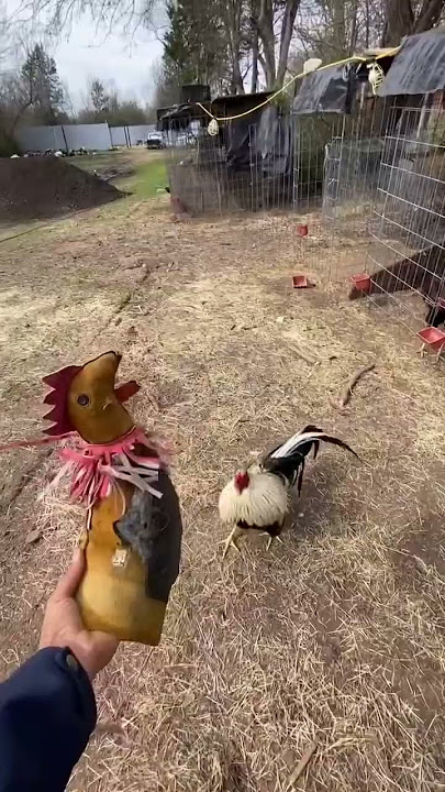 3 cara persilangan gamefowl blackgrey x muletrain a #gamefowl #gallos #gallosdecombate #rooster #dirtygreys