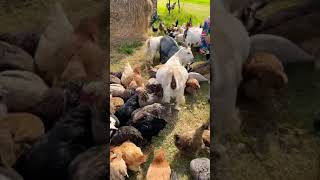 #shorts farm’s daily routine | Feeding all animals Geese,Goats,Chicken,#Geese #Goats #Chickens