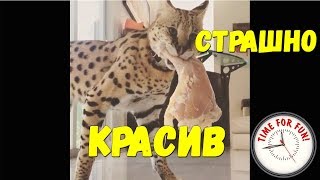 💥Самая лучшая, милейшая подборка приколов с котами🐱 2017🔥 октябрь #3. Пушистые приколы 💥Самая лучшая, милейшая подборка приколов с котами🐱 2017🔥 октябрь #3. Пушистые приколы