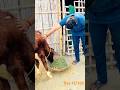 जय गौ माता #ytshorts #shorts #shortsviral #shortsfeed #viralshorts #youtubeshorts #indiancow #sewa