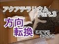 日本のアクアテラリウム水槽立上げ Part.3