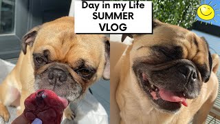 Day in the Life of a Pug - Follow me around - SUMMER ☀️ VLOG EDITION - #ThortheTorontoPug by Thor the Toronto Pug 2,800 views 2 years ago 2 minutes, 50 seconds