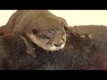 都会の水族館【カワウソ】Urban aquarium 【Otter】