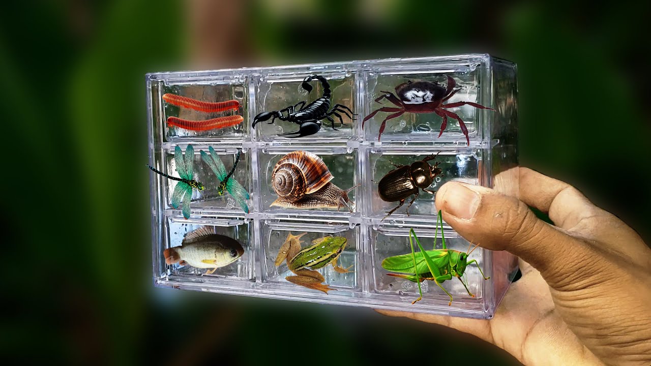 Fish Catching Insect I Catching insect in the garden , I got beetle, crab, fish, dragonfly ...