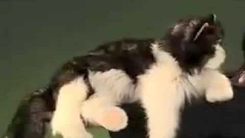 Watch the video about Ragdoll Cat Puppet.flv