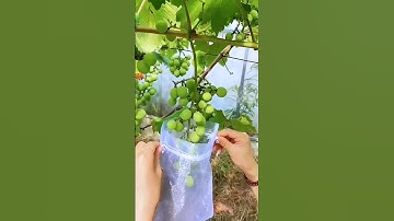 To Keep Your Fruits And Vegetables Safe #satisfying #agriculture #farming