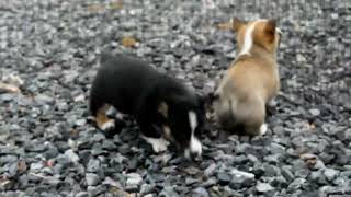 Pembroke Welsh Corgi Puppies for Sale