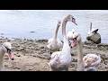 Are Swans Really Aggressive and Territorial?