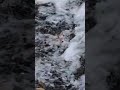 natural movement of water over weir #water #sound #fypシ #river #nature #melodious #rural #detail