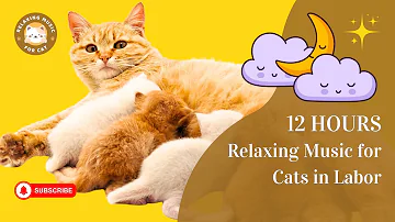 Relaxing Music for Cats in Labor, Music for Pregnant Cats 12 Hours 🐱