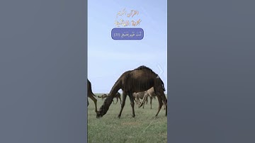 سورة الغاشية هشام الهراز #تلاوة_خاشعة #قران_كريم #اكسبلور #هشام_الهراز #شارك #دعاء