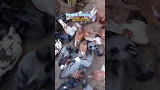 Merpati Kolong Makan Pagi. #merpatikolong
