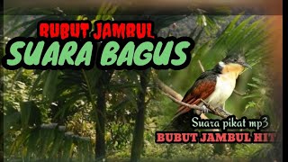 Suara pikat MP3 BUBUT JAMBUL