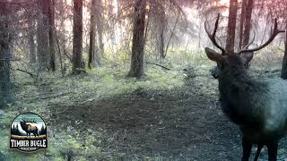 Bull Elk Dry Wallowing