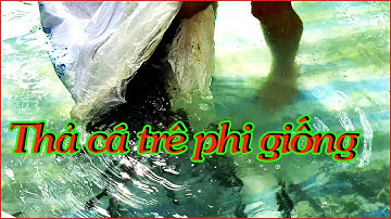 Cách nuôi cá trê phi làm thức ăn cho chồn hương| Nông Trại Tám Sang.