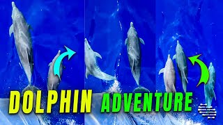 Captivating Dolphin Filming Adventure Aboard a Bahamian Boat