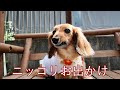 【楽園】暑い夏でも愛犬と楽しめる場所に【カニンヘンダックスえびすの日常】