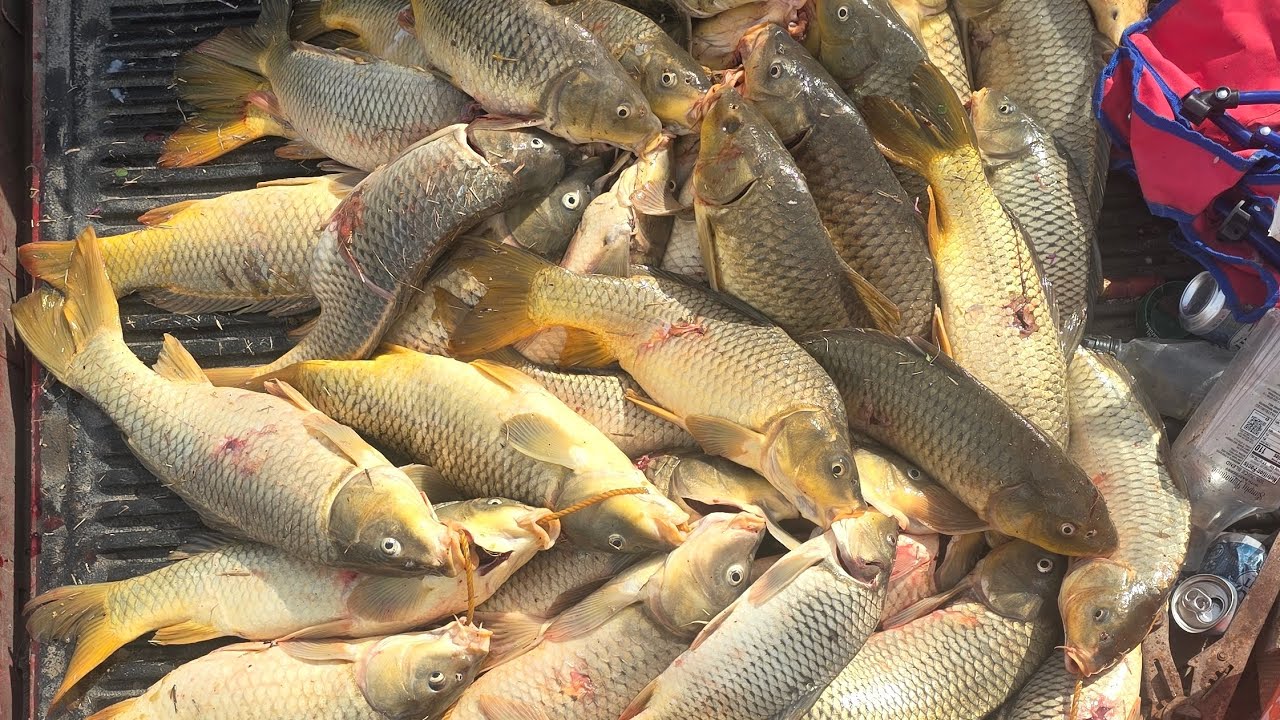 Bowfishing carp spawn 2025