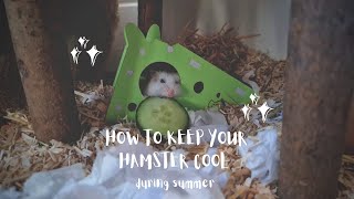 How To Keep A Hamster Cool - Summer Time Guide - Prevent Heatstroke
