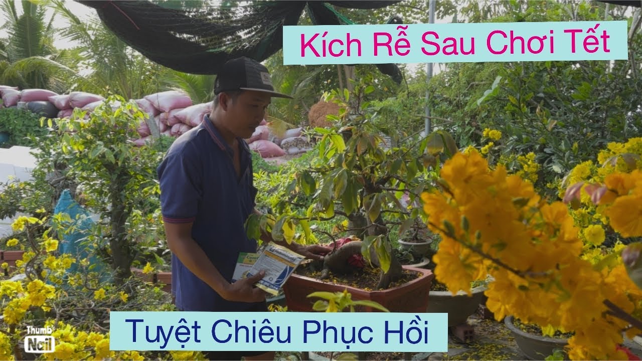 0939 191715 Vtnn vũ…phục hồi mai sau chơi Tết 