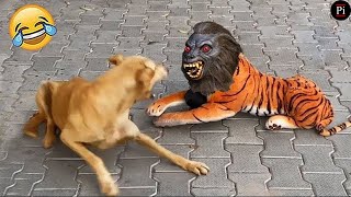 Funny Animal Videos 2024 😅 - Funniest Dogs and Cats Videos 😁