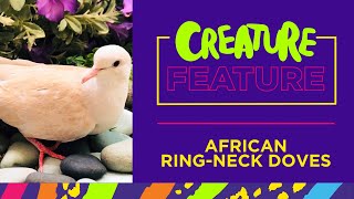 African Ringneck Doves Facts- 1 Minute Quick Facts!