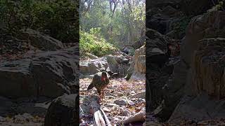 Choncho en sierra Vallejo se acerca ala cámara 🦃 #wildlife #vsn #nature #birds #parati #animals