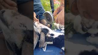 mengapa tanduk sapi dan kambing harus dipotong?#shorts
