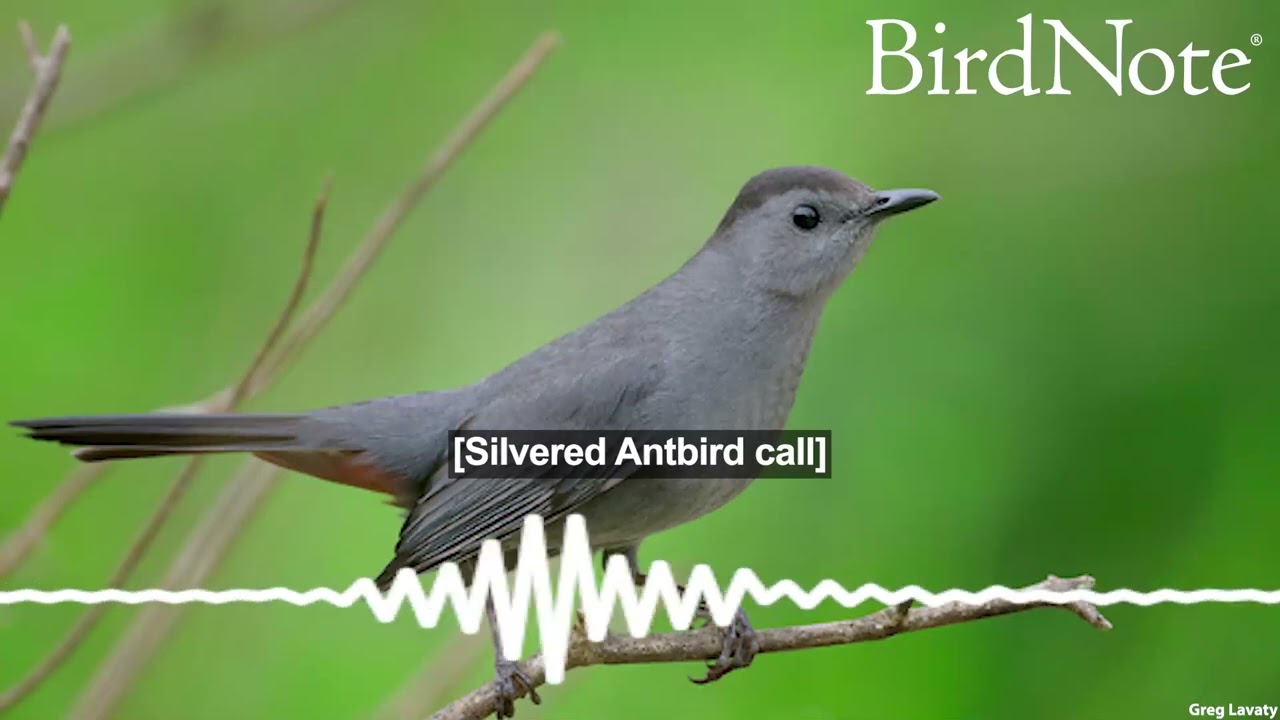 Quirky Words for Gray Birds - YouTube