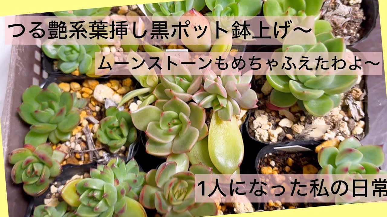 多肉植物]つる艶系葉挿し黒ポット鉢上げ〜増えると嬉しい楽しいムーン