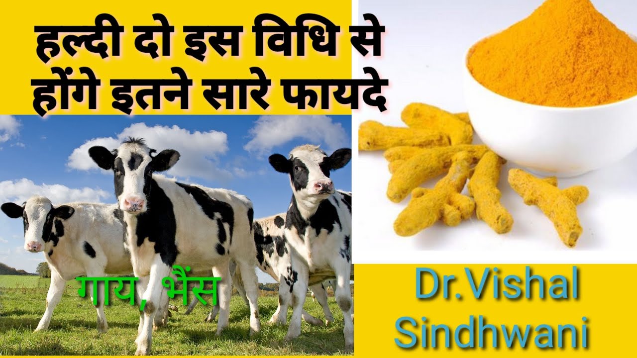 Benefits of giving turmeric to cow and buffalo|पशुओं को हल्दी देने के फायदे [haldi]