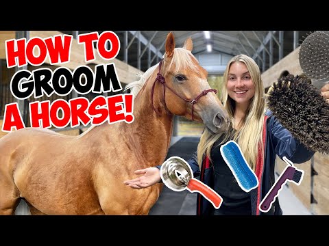 HOW TO GROOM A HORSE! *SATISFYING*