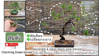 EP.19 ถึงช่วงตัดเทียนและเปลี่ยนกระถางไห้เจ้าบอนไซสนดำกันแล้ว Decandle & repot black pine bonsai