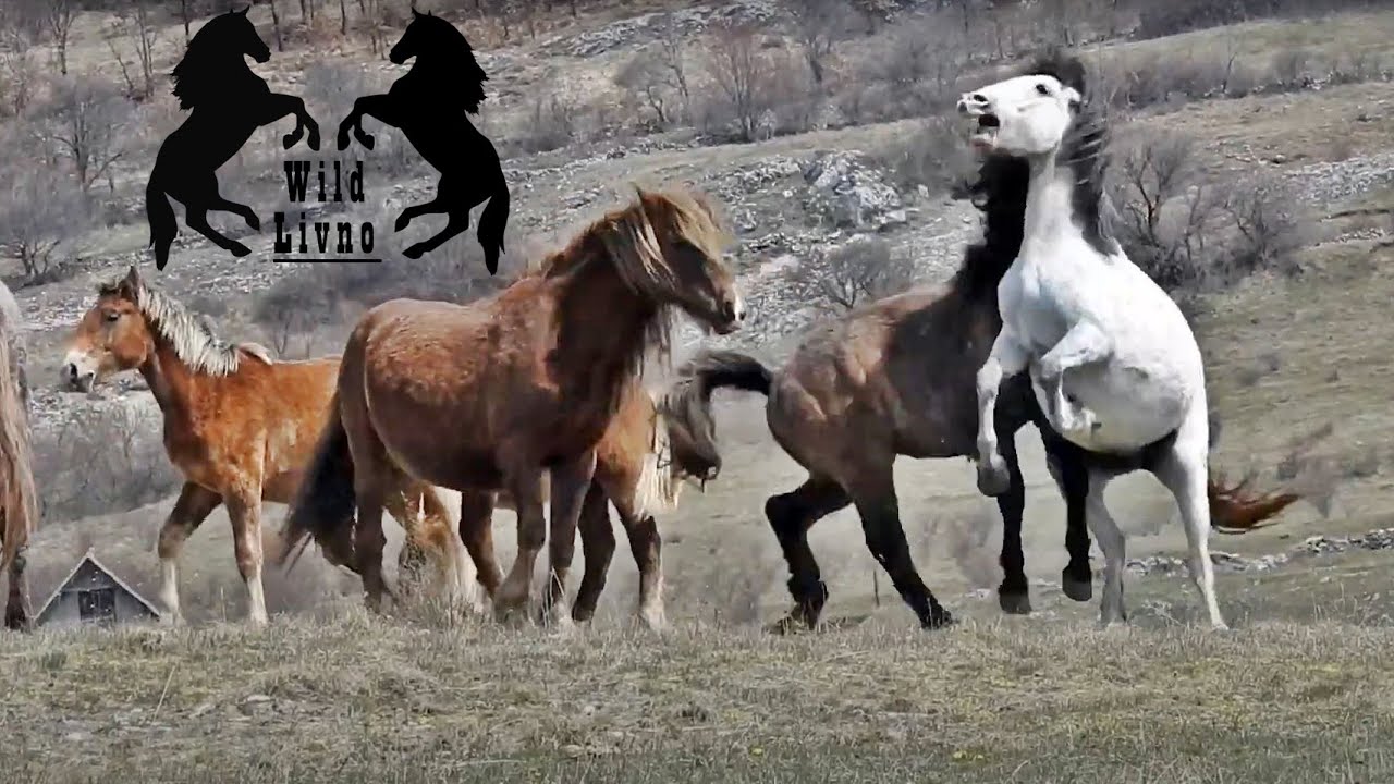 Opasna igra divljih konja, udarci na pašnjaku Wild horses kicking