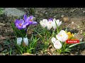 Has this spring's weather in Canada been abnormal? Here are the facts