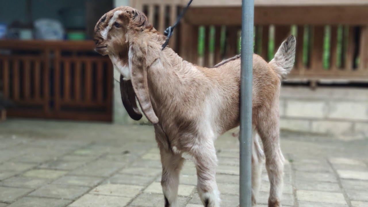 CEMPE KING OF THE WIROSABLENG JERABANG GOAT