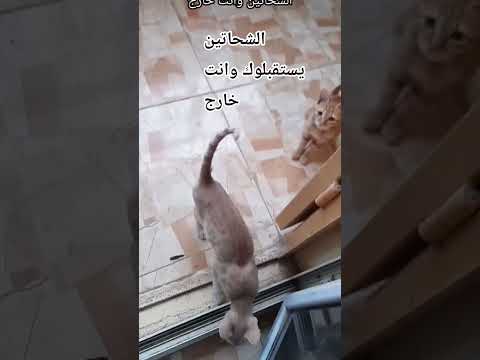 هنلحقها منين والا منين هههههه اضحك معانا وفرفش وافصل خمسه ودوس اشتراك