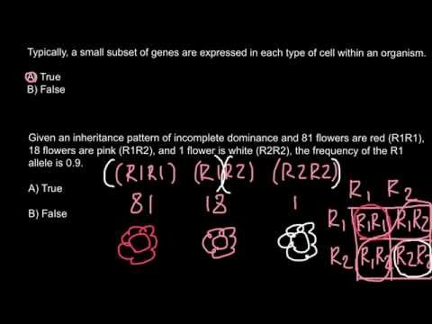 How to calculate allele frequency?