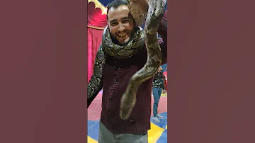 Egypt الثعبان الاناكوندا الطويل السيرك 