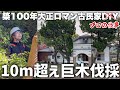 【古民家再生】450坪の荒れた敷地｜残す危険な巨木6本の伐採記録