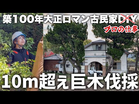 【古民家再生】450坪の荒れた敷地｜残す危険な巨木6本の伐採記録のサムネイル