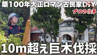 Old House DIY | Felling a Dangerous Giant Tree - YouTube