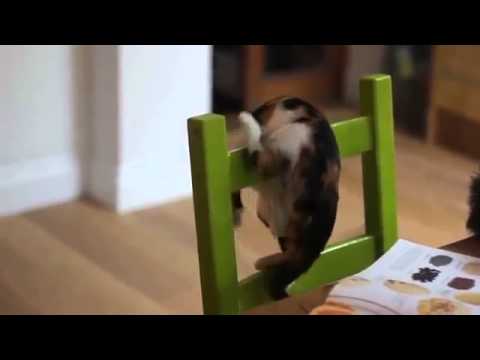 Кот акробат