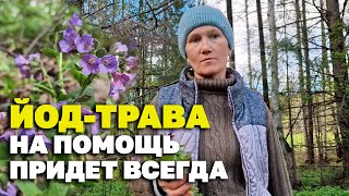 ЙОД ТРАВА СИЛА ВЕЛИКАЯ ЧИСТИТ СОСУДЫ ВЫВОДИТ ТОКСИНЫ /МЕДУНИЦА-ЛЕГОЧНИЦА @natureMarusya